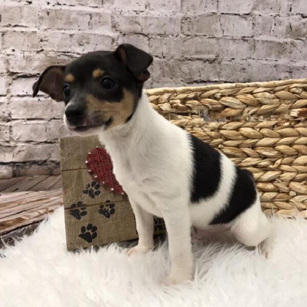 Rat Terrier DOG Male Tri-Colored 5758 Petland Robinson, PA