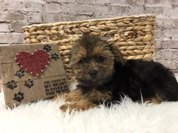 Morkie DOG Male Black / Tan 5767 Petland Robinson, PA