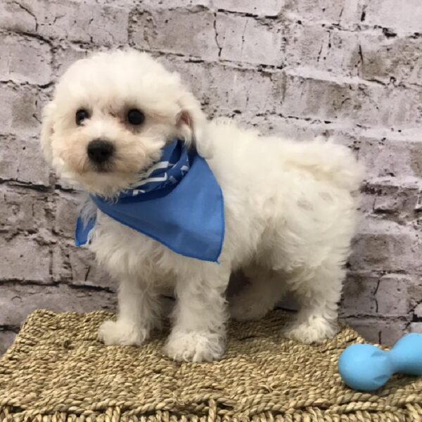 Bichon-DOG-Male-White-5757-Petland Robinson, Pittsburgh, PA