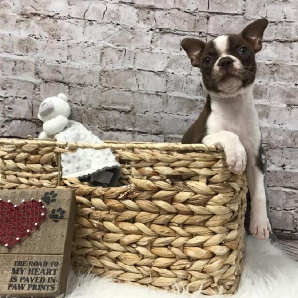 Boston Terrier-DOG-Female-Seal / White-5759-Petland Robinson, Pittsburgh, PA