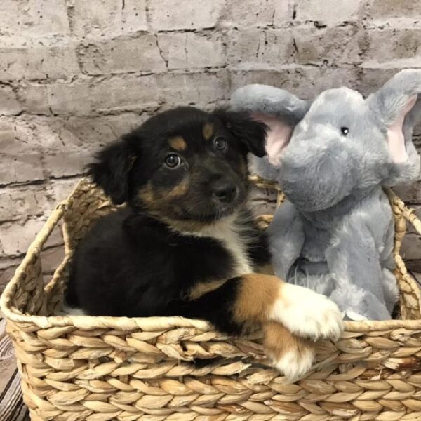 Australian Shepherd DOG Female Black 5768 Petland Robinson, PA