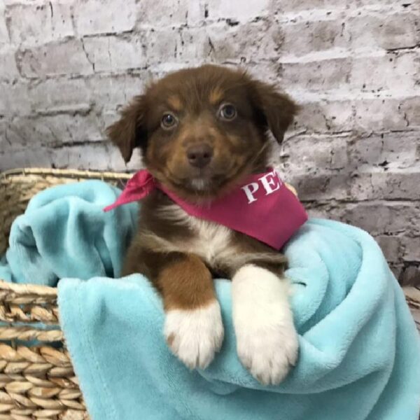 Australian Shepherd DOG Female Red 5769 Petland Robinson, PA