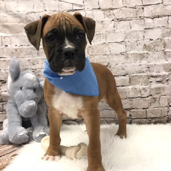 Boxer-DOG-Male-Fawn-5770-Petland Robinson, Pittsburgh, PA