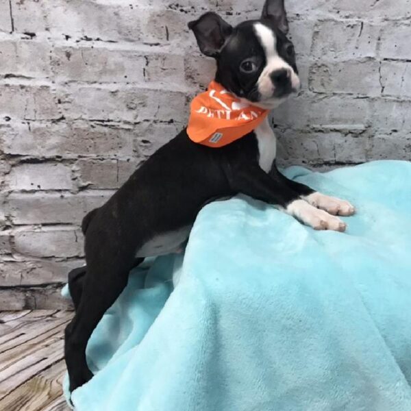 Boston Terrier DOG Male Black Brindle and White 5772 Petland Robinson, PA