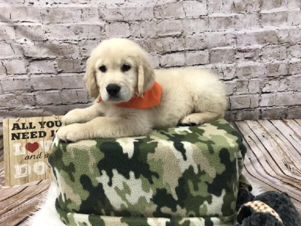 Golden Retriever DOG Male Light Golden 5802 Petland Robinson, PA