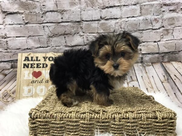 Yorkie DOG Male Black / Tan 5796 Petland Robinson, PA