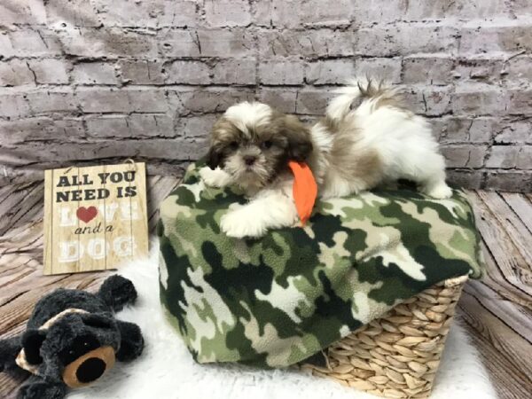 Shih Tzu DOG Male Gold / White 5797 Petland Robinson, PA