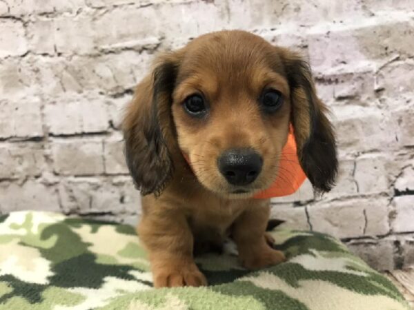 Dachshund-DOG-Male-Red-5795-Petland Robinson, Pittsburgh, PA