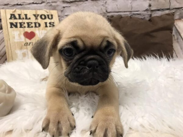 Pug-DOG-Male-Fawn-5791-Petland Robinson, Pittsburgh, PA