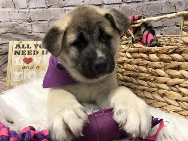 Akita-DOG-Female-Fawn-5801-Petland Robinson, Pittsburgh, PA