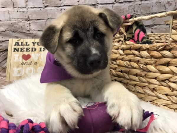 Akita DOG Female Fawn 5801 Petland Robinson, PA