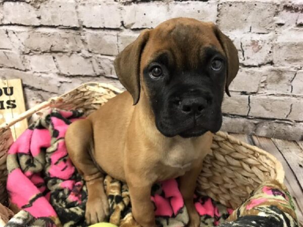 Bullmastiff-DOG-Female-Apricot-5794-Petland Robinson, Pittsburgh, PA
