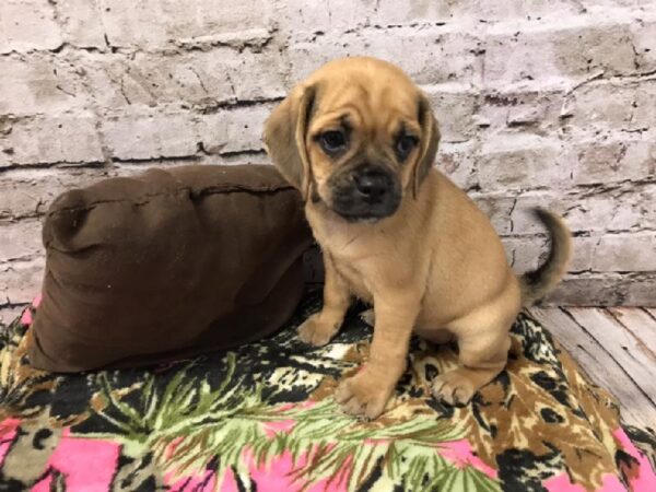 Puggle-DOG-Female-Fawn-5790-Petland Robinson, Pittsburgh, PA