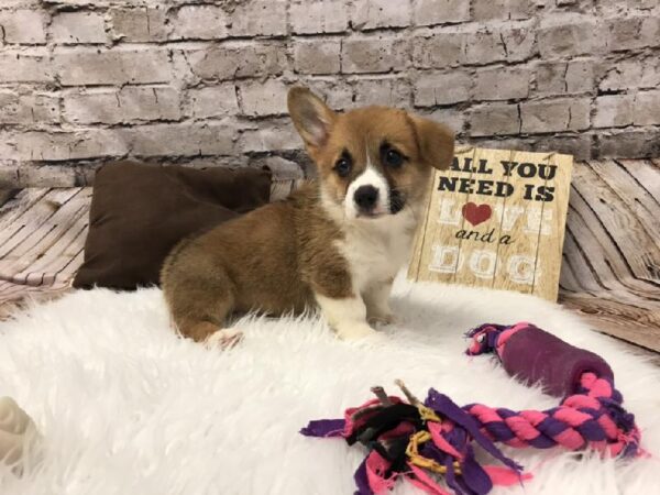 Pembroke Welsh Corgi DOG Female Red Sable 5793 Petland Robinson, PA