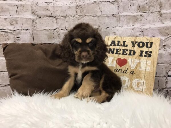 Cocker Spaniel-DOG-Female-Chocolate / Tan-5803-Petland Robinson, Pittsburgh, PA