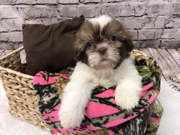 Shih Tzu-DOG-Female-Liver / White-5798-Petland Robinson, Pittsburgh, PA