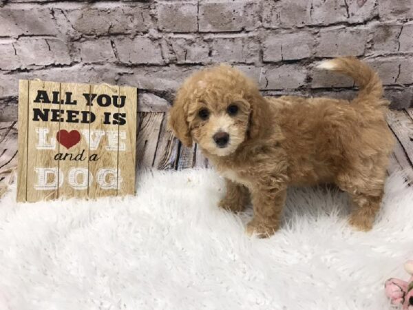 Bichon- Poo DOG Female Apricot 5792 Petland Robinson, PA