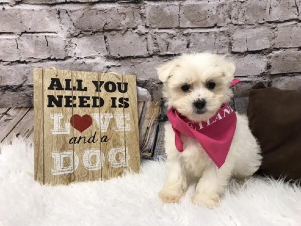 Maltese DOG Female White 5788 Petland Robinson, PA