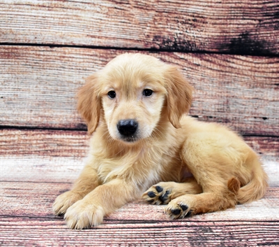 Golden Retriever-DOG-Female-Golden-5813-Petland Robinson, Pittsburgh, PA