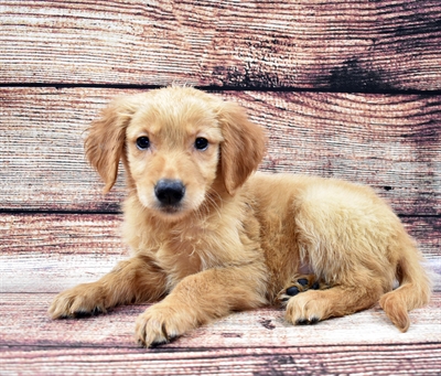 Golden Retriever DOG Male Dark Golden 5814 Petland Robinson, PA