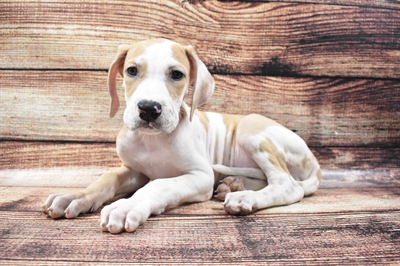 Great Dane-DOG-Female-Fawn-5815-Petland Robinson, Pittsburgh, PA