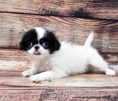 Japanese Chin-DOG-Female-Black and White-5816-Petland Robinson, PA