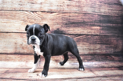 Boston Terrier-DOG-Female-Black and White-5817-Petland Robinson, Pittsburgh, PA