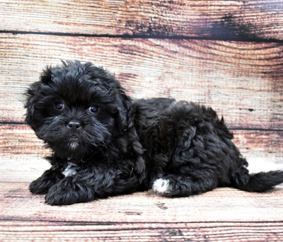 Teddy Bear-DOG-Female-Black-5819-Petland Robinson, Pittsburgh, PA