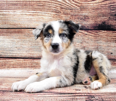 Australian Shepherd DOG Male Blue Merle 5820 Petland Robinson, PA