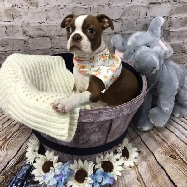 Boston Terrier DOG Female Seal and White 5812 Petland Robinson, PA