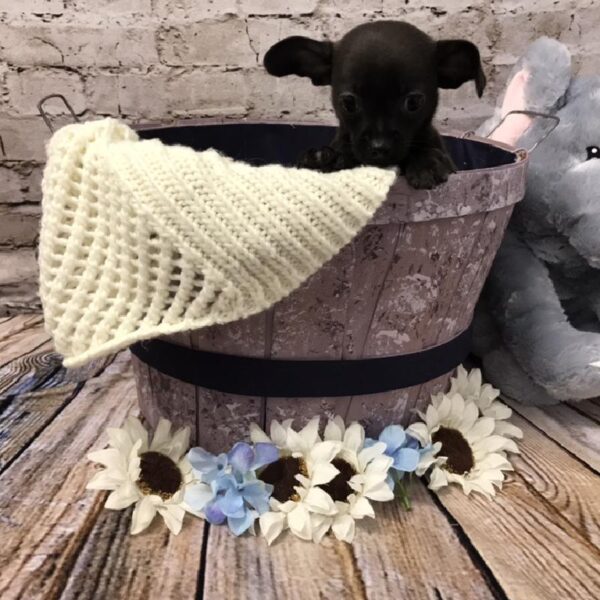 Chihuahua-DOG-Male-Black-5838-Petland Robinson, Pittsburgh, PA