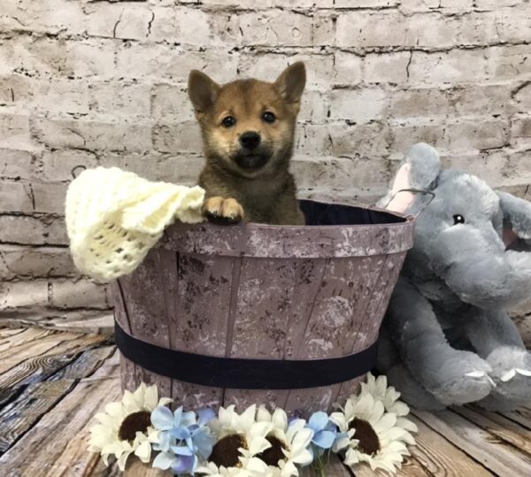 Shiba Inu-DOG-Male-Red Sesame-5836-Petland Robinson, Pittsburgh, PA