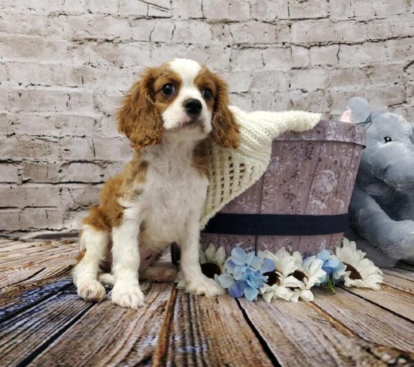 Cavalier King Charles Spaniel-DOG-Male-Blenheim-5835-Petland Robinson, Pittsburgh, PA