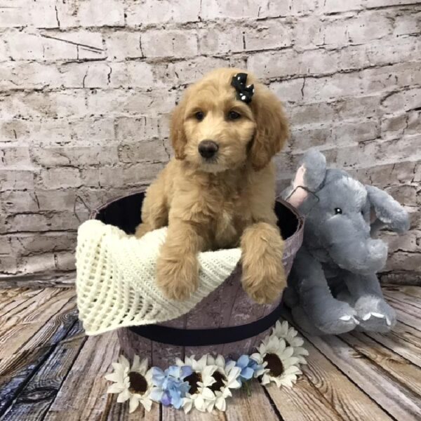 Goldendoodle-DOG-Female-Golden-5834-Petland Robinson, Pittsburgh, PA