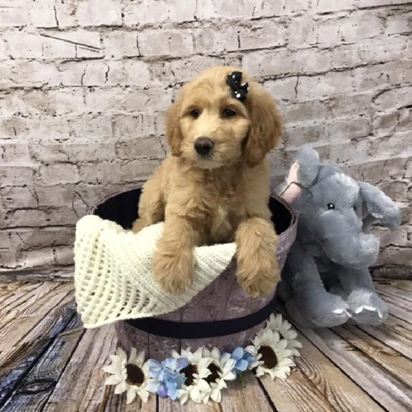 Goldendoodle-DOG-Female-Golden-5834-Petland Robinson, PA