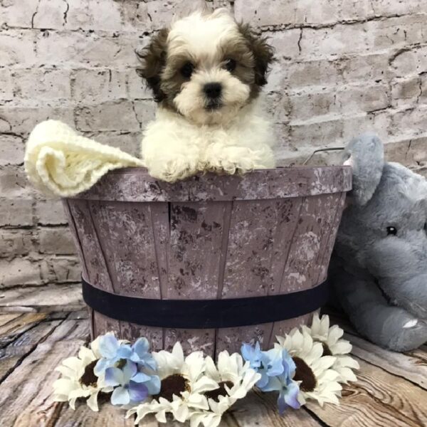 ShizaPoo-DOG-Male-Gold / White-5833-Petland Robinson, PA