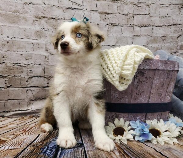 Miniature Australian Shepherd DOG Female Red Merle 5832 Petland Robinson, PA