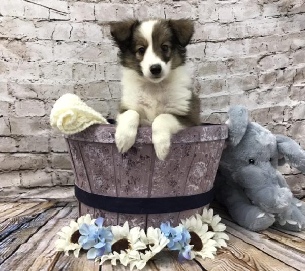 Sheltie-DOG-Female-Sable / White-5831-Petland Robinson, Pittsburgh, PA