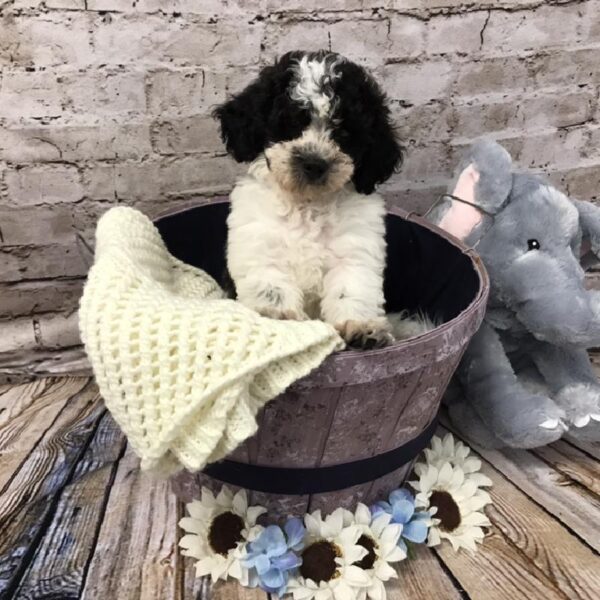 Bichon- Poo DOG Male Black / White 5830 Petland Robinson, PA