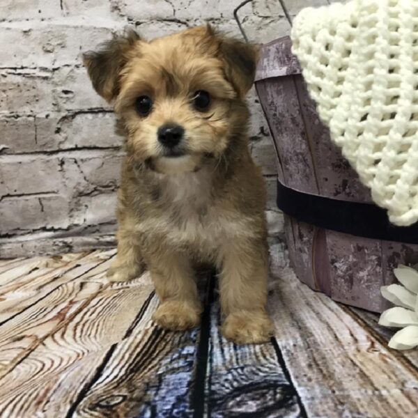 Morkie DOG Female Golden 5829 Petland Robinson, PA