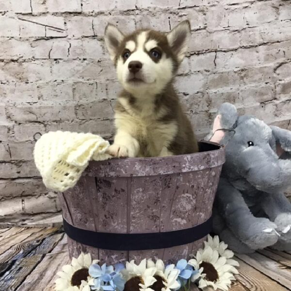 Siberian Husky-DOG-Female-Red / White-5827-Petland Robinson, Pittsburgh, PA
