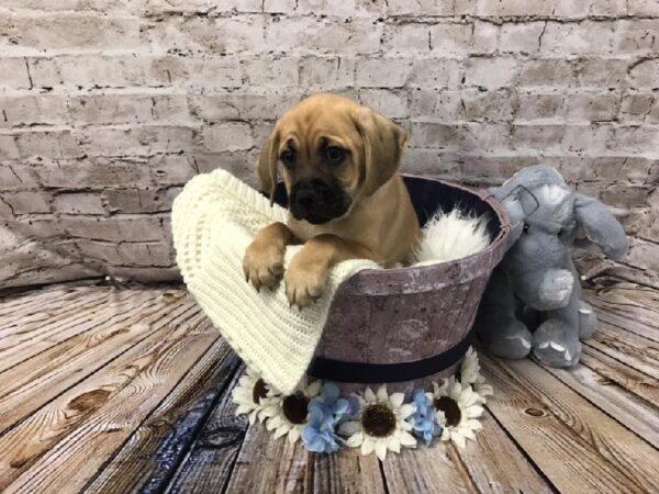Puggle-DOG-Male-Fawn-5844-Petland Robinson, Pittsburgh, PA