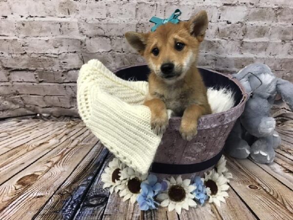 Shiba Inu-DOG-Female-Red-5845-Petland Robinson, PA