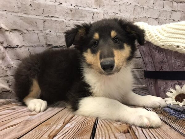 Collie-DOG-Male-Black White and Tan-5843-Petland Robinson, PA