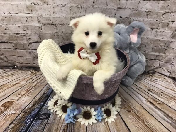 American Eskimo-DOG-Male-White-5846-Petland Robinson, PA