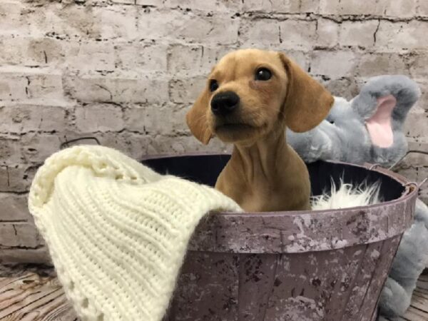 Dachshund-DOG-Male-Fawn (Isabella) and Tan-5841-Petland Robinson, Pittsburgh, PA