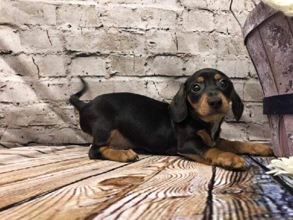 Dachshund DOG Male Black and Tan 5840 Petland Robinson, PA