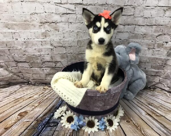 Siberian Husky DOG Female Black and White 5842 Petland Robinson, PA