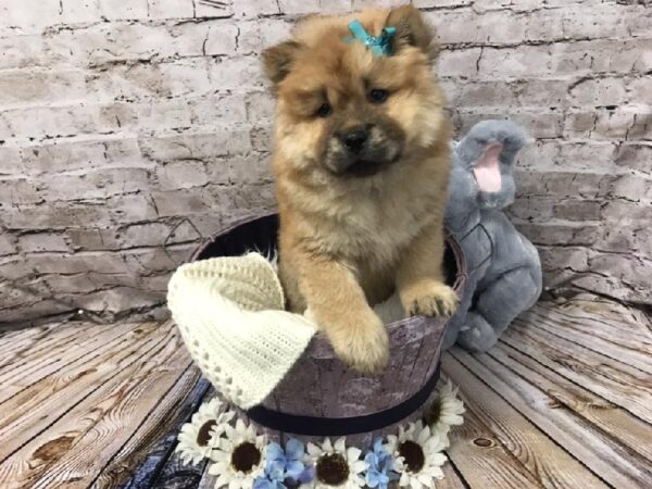 Chow Chow DOG Female Cinnamon 5839 Petland Robinson, PA