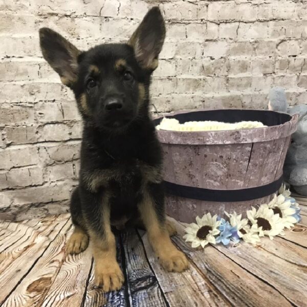 German Shepherd-DOG-Male-Black-5866-Petland Robinson, Pittsburgh, PA